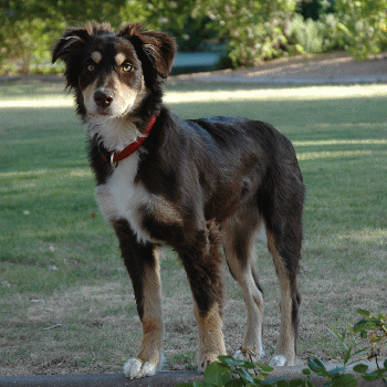 Oz and Darra pup Maggie - red tri female!